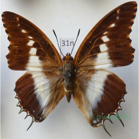 Charaxes brutus andara Ward, 1873 male Madagascar 57mm31n
